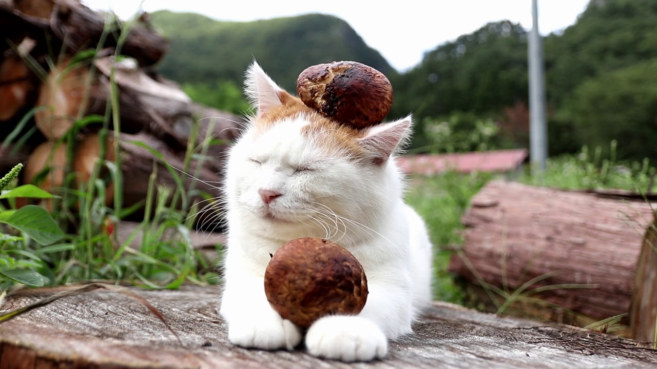 のせ猫 x 松茸　matsutake mushroom 2017