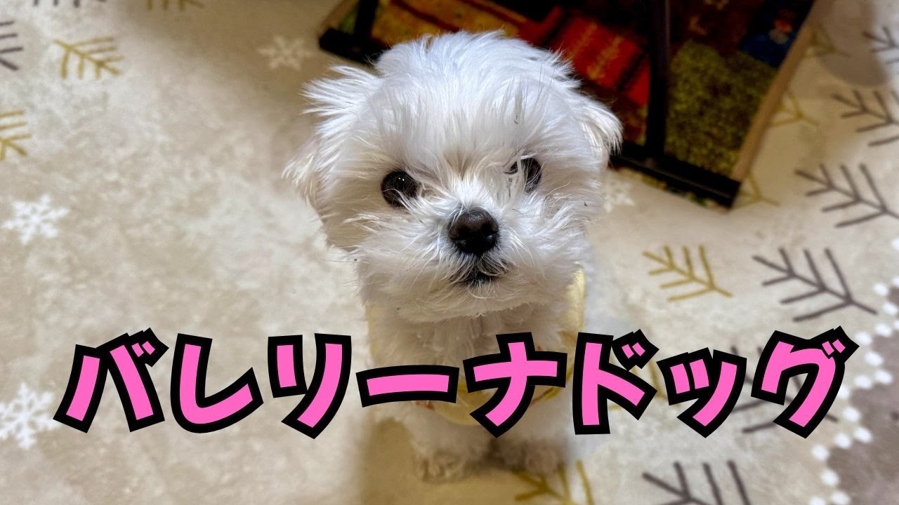 【日常】愛犬レオの特技『二本足立ちでの連続マワレ』【マルチーズ】