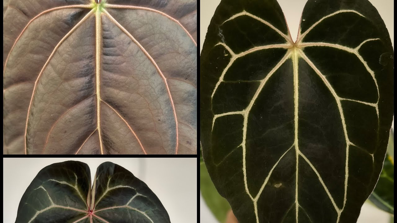 Anthurium Seedling Care 101 With Papa!