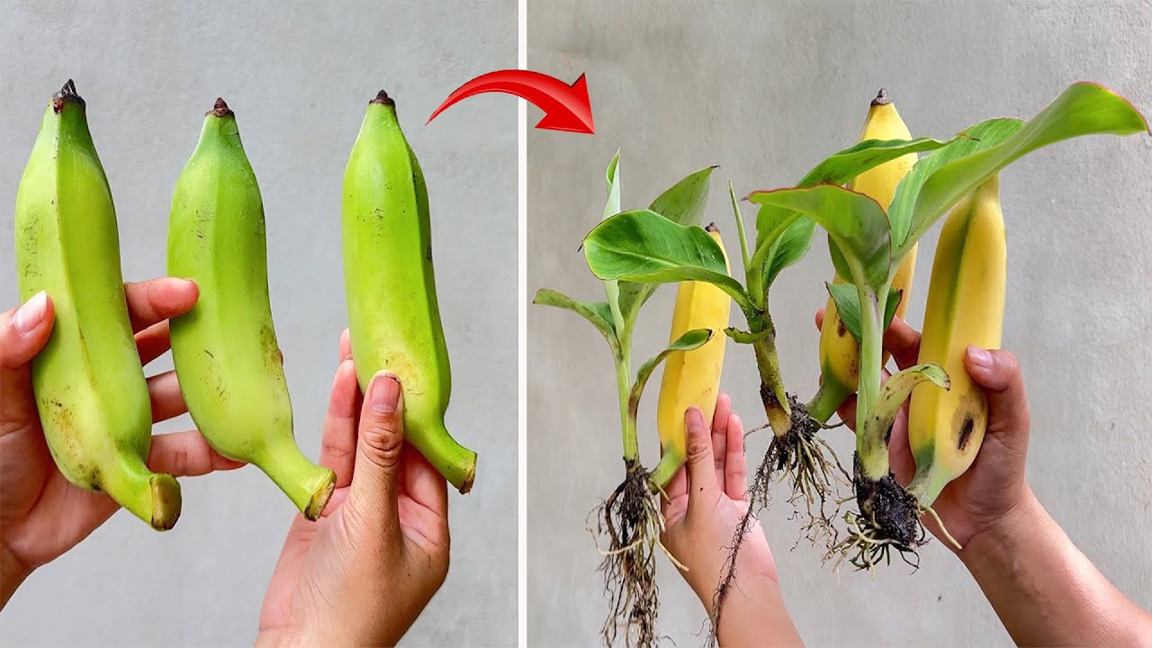 The best banana propagation techniques, Using beer and coca cola to stimulate growth