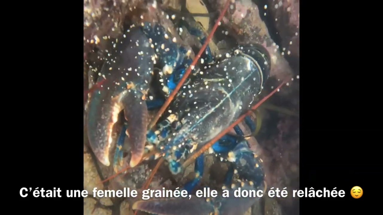 Grande marée (homard, coquilles)