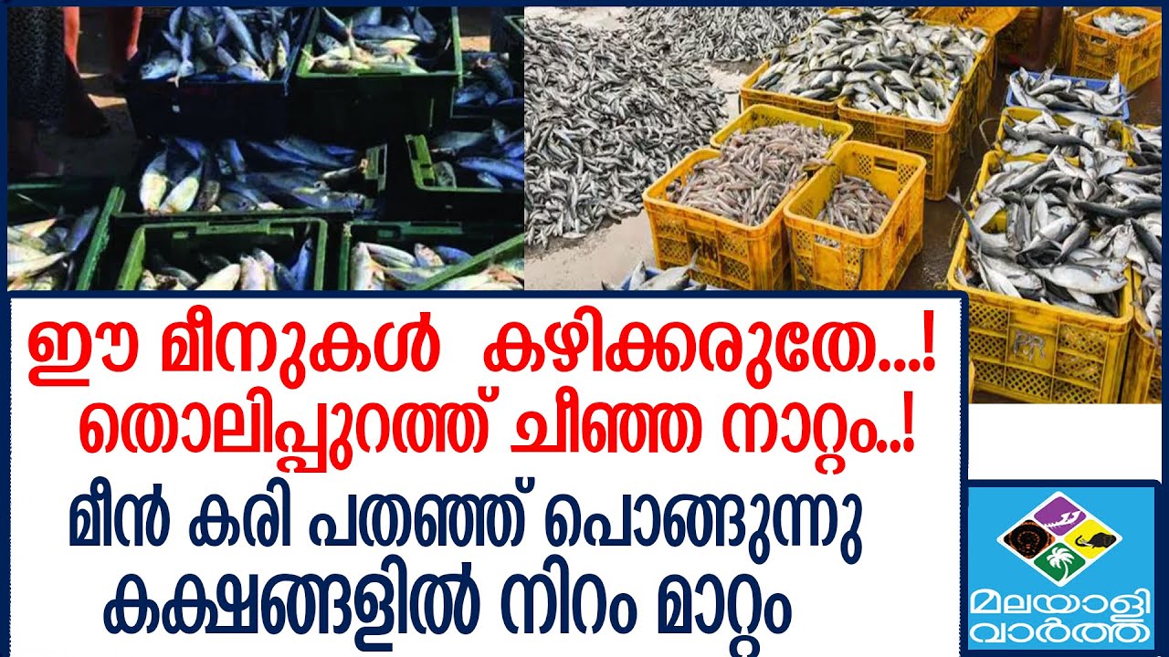 FISH ഈ മീനുകൾ ഭക്ഷിക്കരുത്