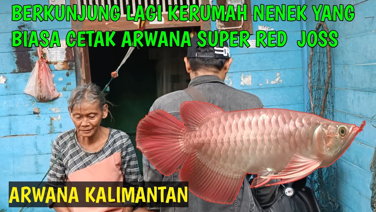 Berkunjung lagi kerumah nenek yang biasa cetak ikan 4rwana super red bagus#arwanakapuas 