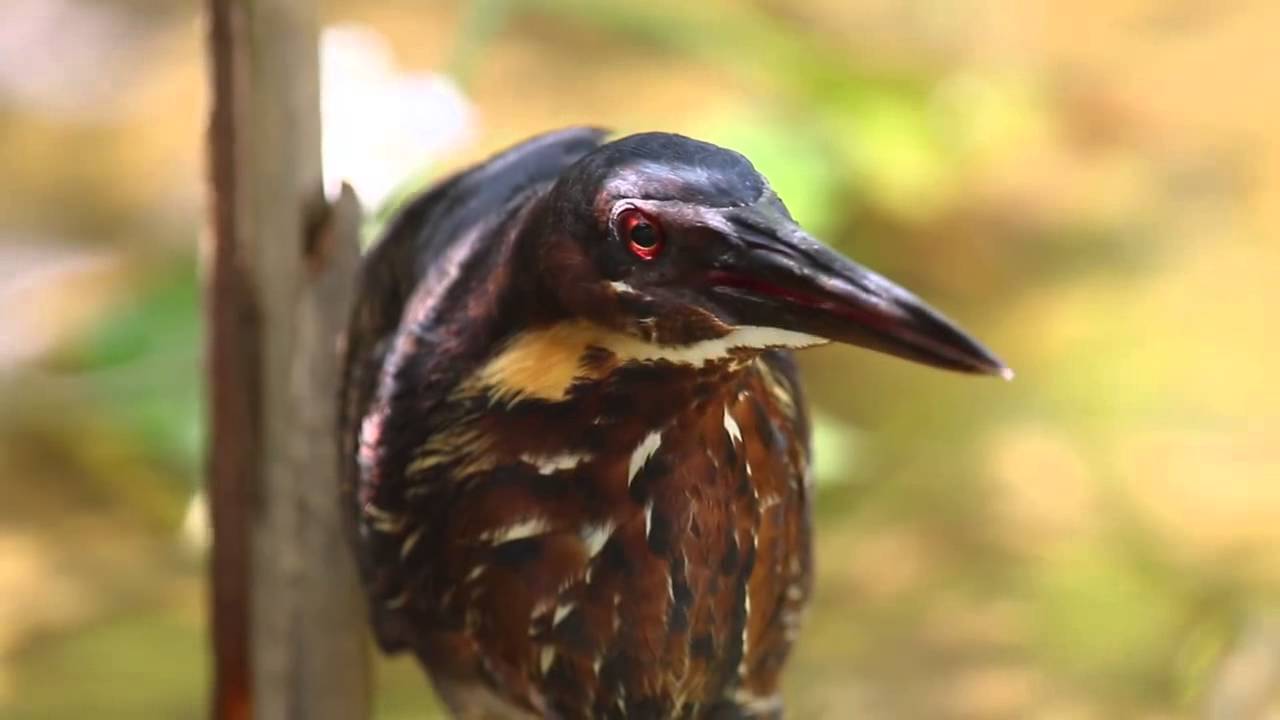 Black Bittern(1)