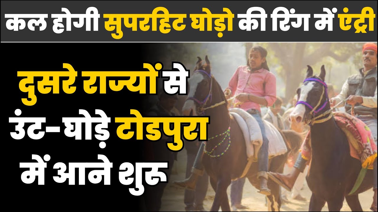 कल होगी सुपरहिट घोड़ो की रिंग में एंट्री, दुसरे राज्यों से उंट-घोड़े टोडपुरा के पशुमेला में आने शुरू