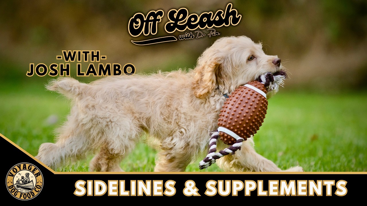 Josh Lambo: Sidelines and Supplements