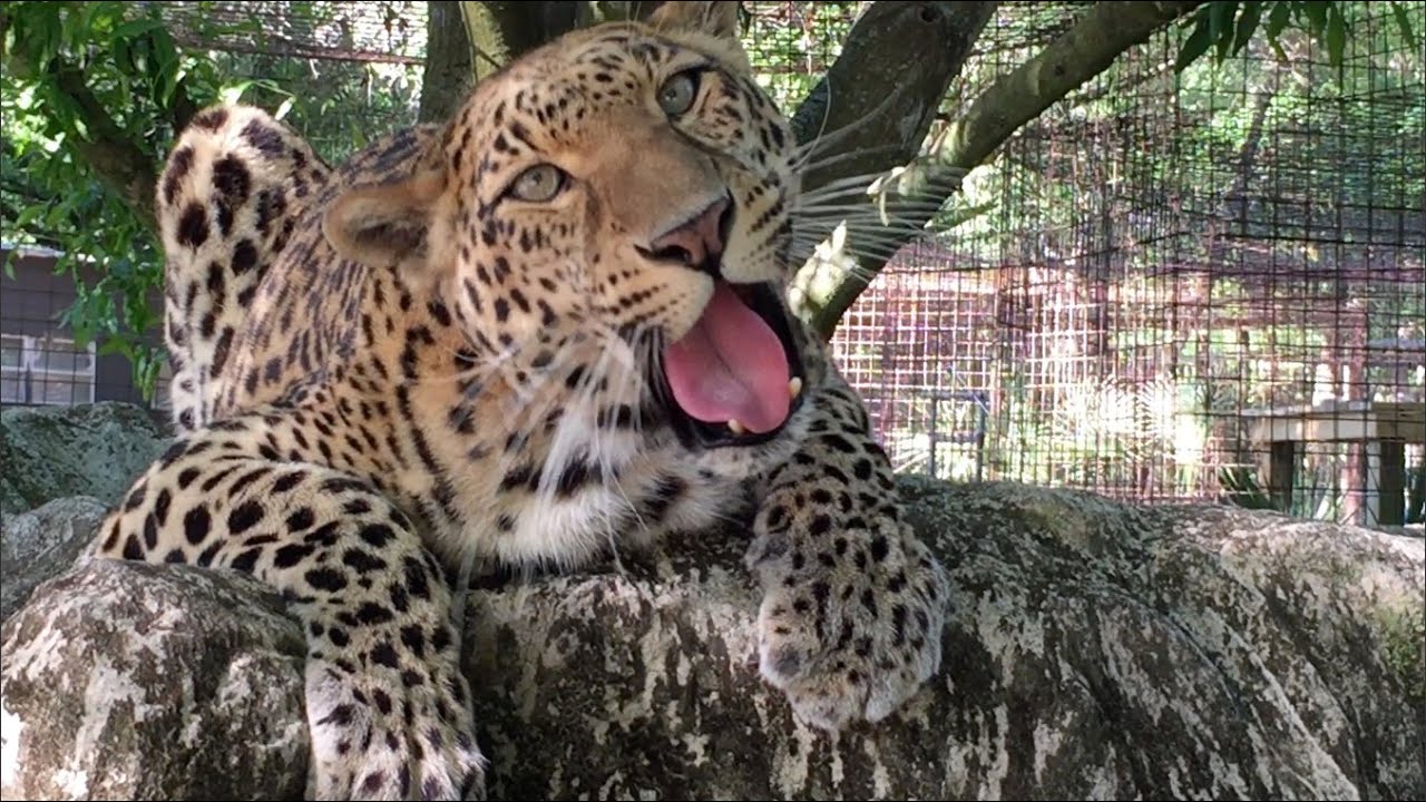 Sundari Leopard Goes on Vacation