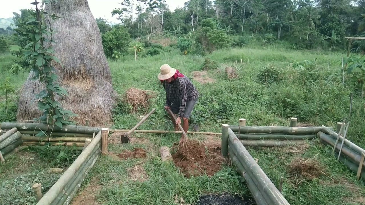 making garden raised beds.sprouting and cooking mung bean sprouts