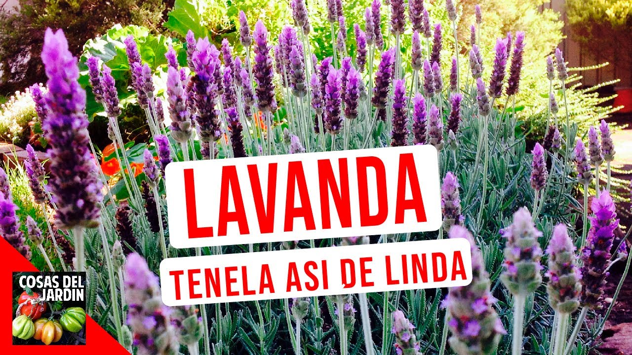 LAVANDA CUIDADOS: RIEGO CULTIVO PODAR
