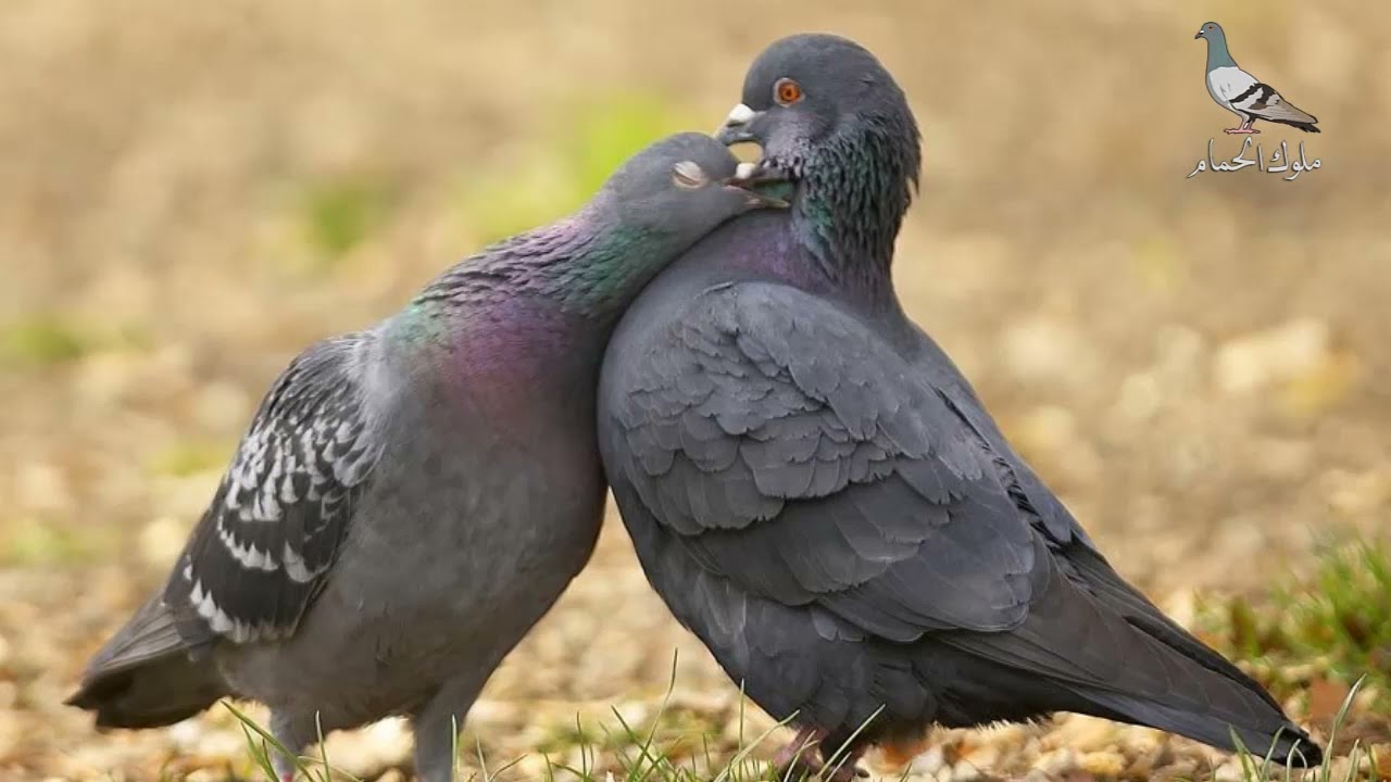 صوت انثى الحمام تنادي الذكر بصوت عالي و تحفز الذكر على التزاوج