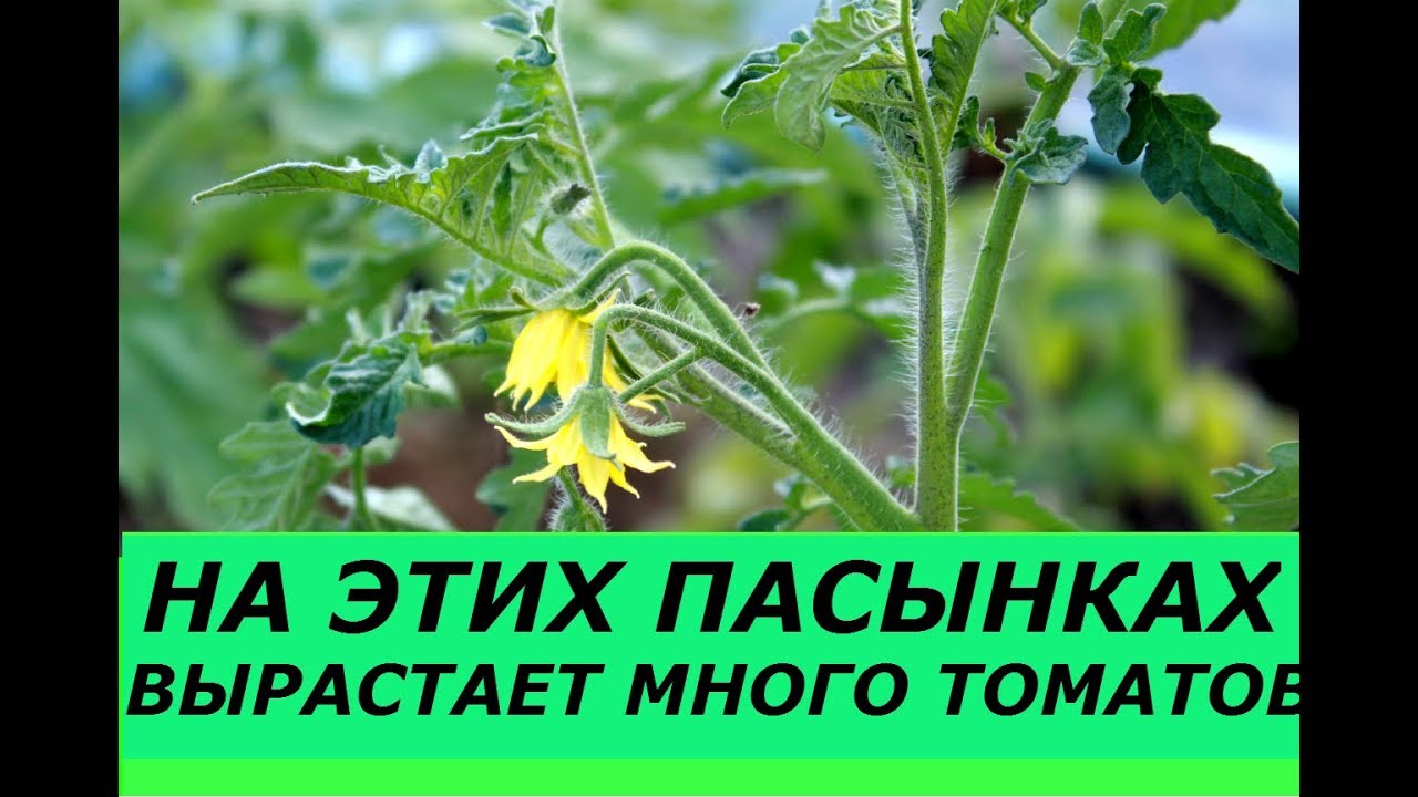 КАКИЕ ПАСЫНКИ ОБЯЗАТЕЛЬНО НУЖНО ОСТАВЛЯТЬ, ФОРМИРОВАНИЕ НИЗКОРОСЛЫХ И ВЫСОКОРОСЛЫХ СОРТОВ ТОМАТОВ.