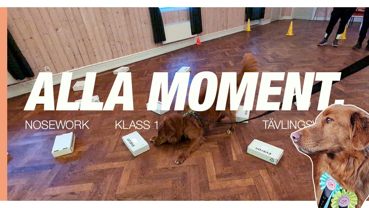 Vinst x2 och ett klassiskt nybörjarmisstag📦 - Tävlingsvlogg nosework