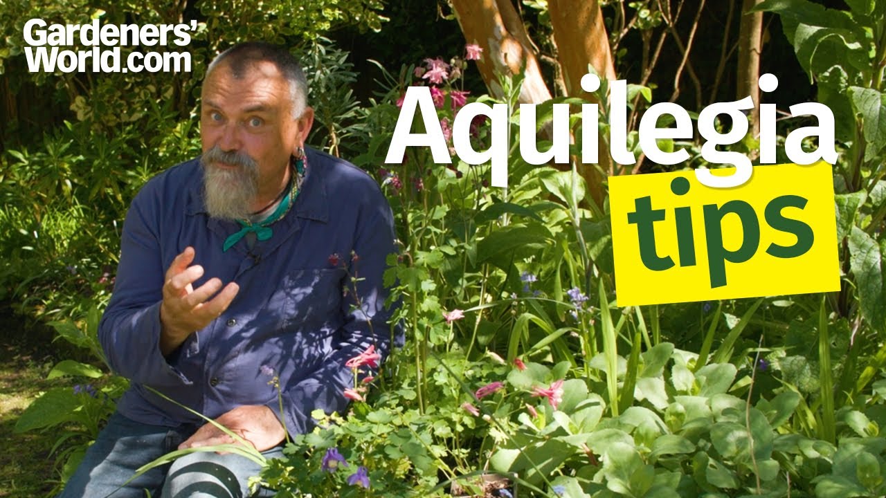 Amazing AQUILEGIA FLOWERS | Complete guide to growing aquilegias