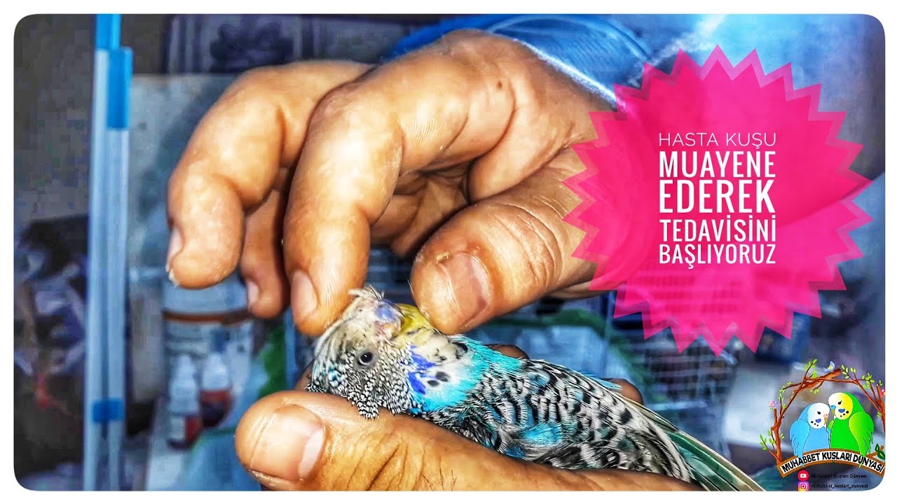 Hasta Kuşu Muayene Ederek Tedavisini Başlıyoruz