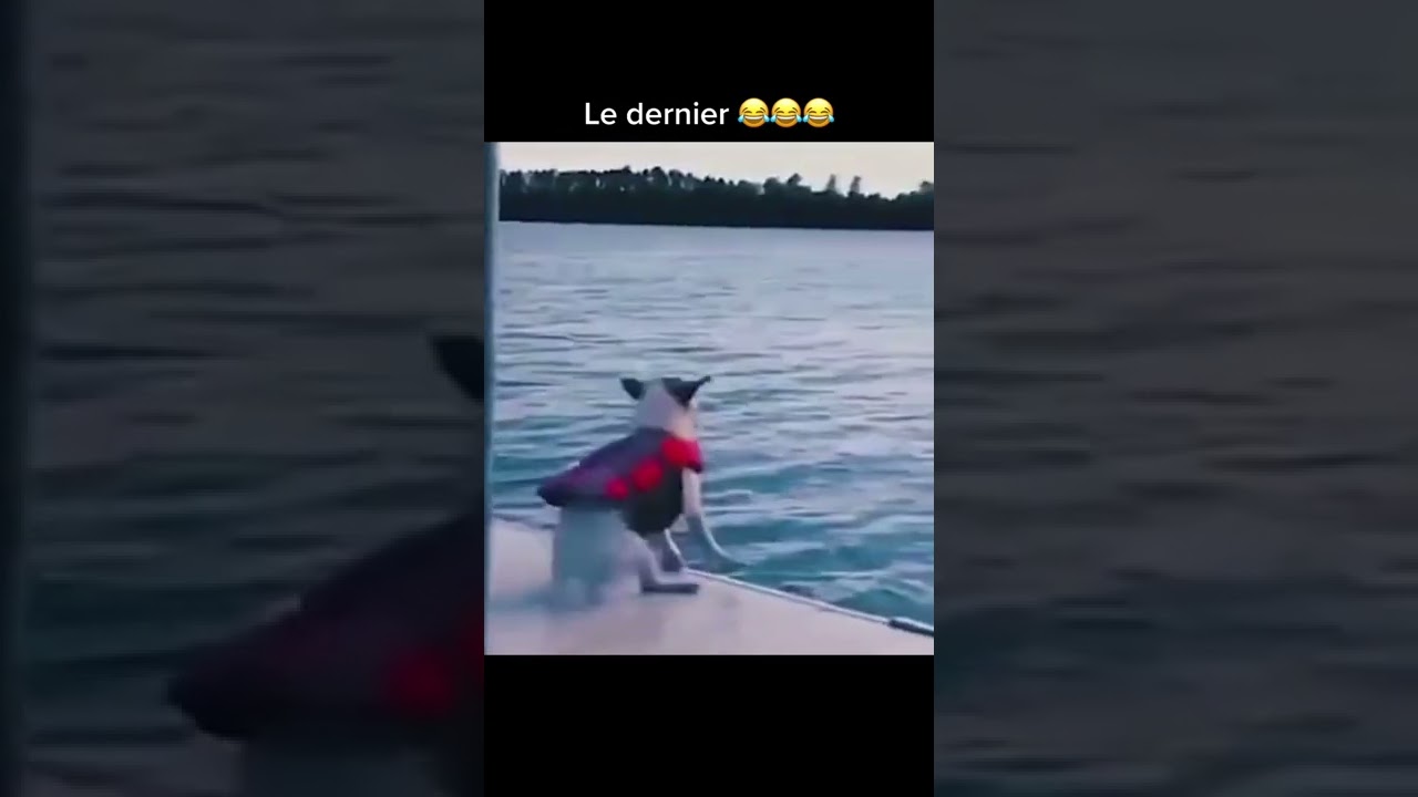 short video drole tiktok