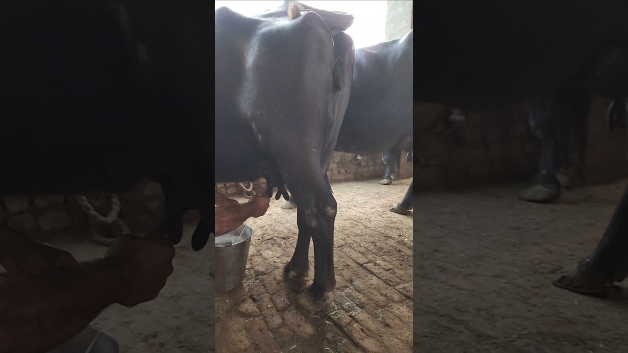 Top class murrah buffalo#buffalo breed best for milk#feed of buffalo#youtubeshorts #viral