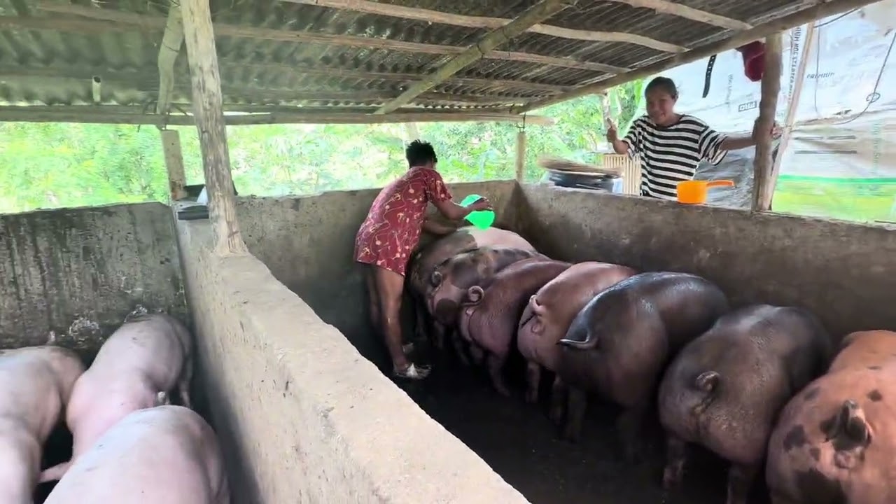 Part24 sa baboy bibintana 