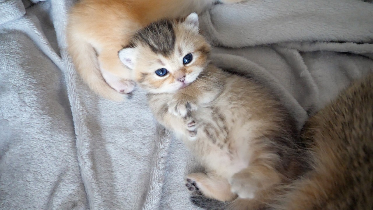 Cute kitten that almost reaches but can't quite touch its mother cat's tail...