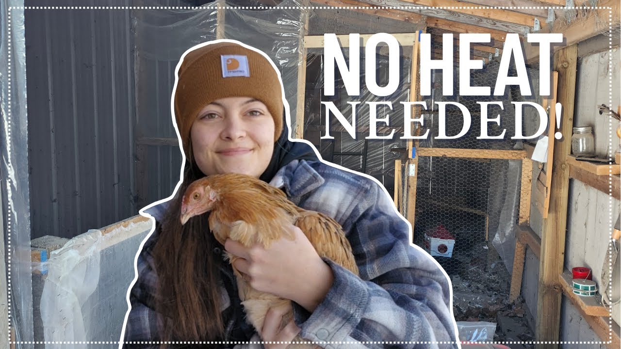 How I Keep My Chickens Warm Without electricity..