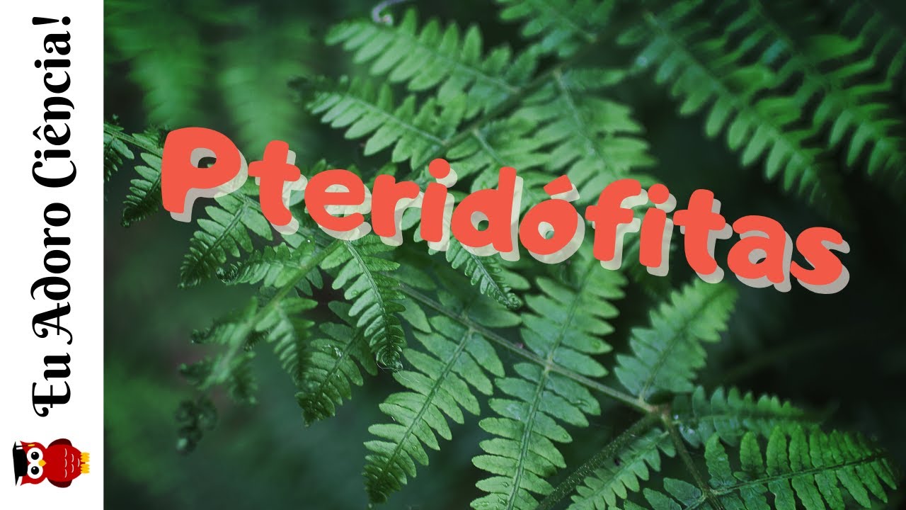 Pteridófitas