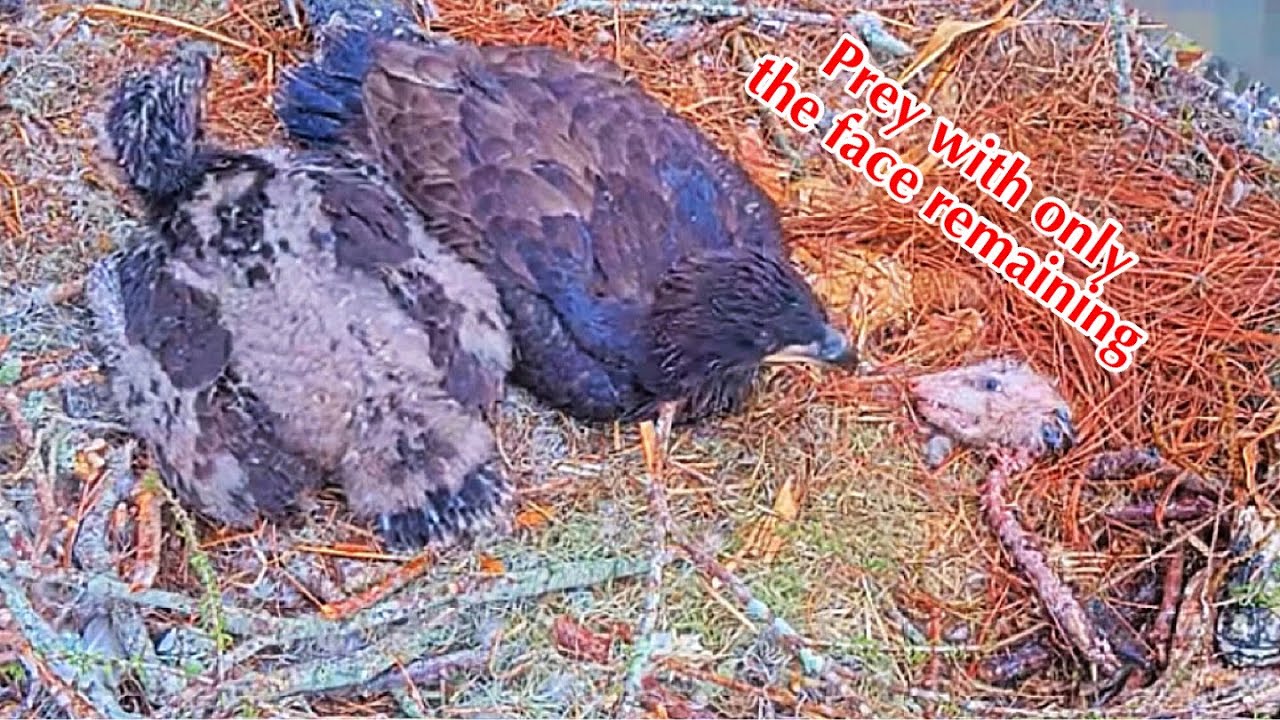 #339🦅Brutus🐥49° & Peanut🐥44°／Winter Park Eagle Nest 2026／Against All Odds:One-Eyed Mom／Wink💗Atlas