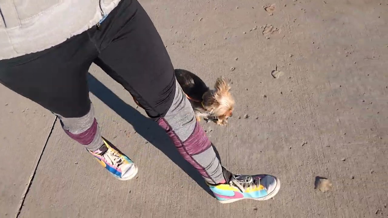 Coco day 4, leash practice if you were in a hurry