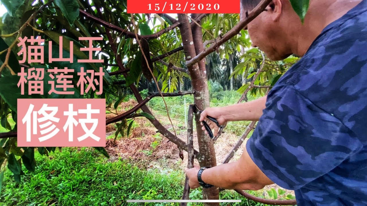 水牛破坏,被逼修枝 #榴莲树! #不专业的修枝教学 #猫山王榴莲 #榴莲园生活 #榴莲种植Vlog164