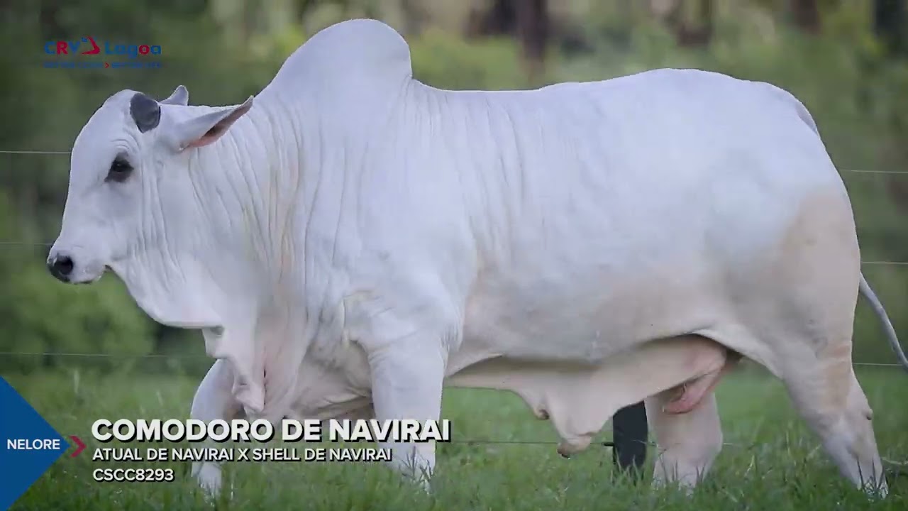 COMODORO DE NAVIRAI - NELORE