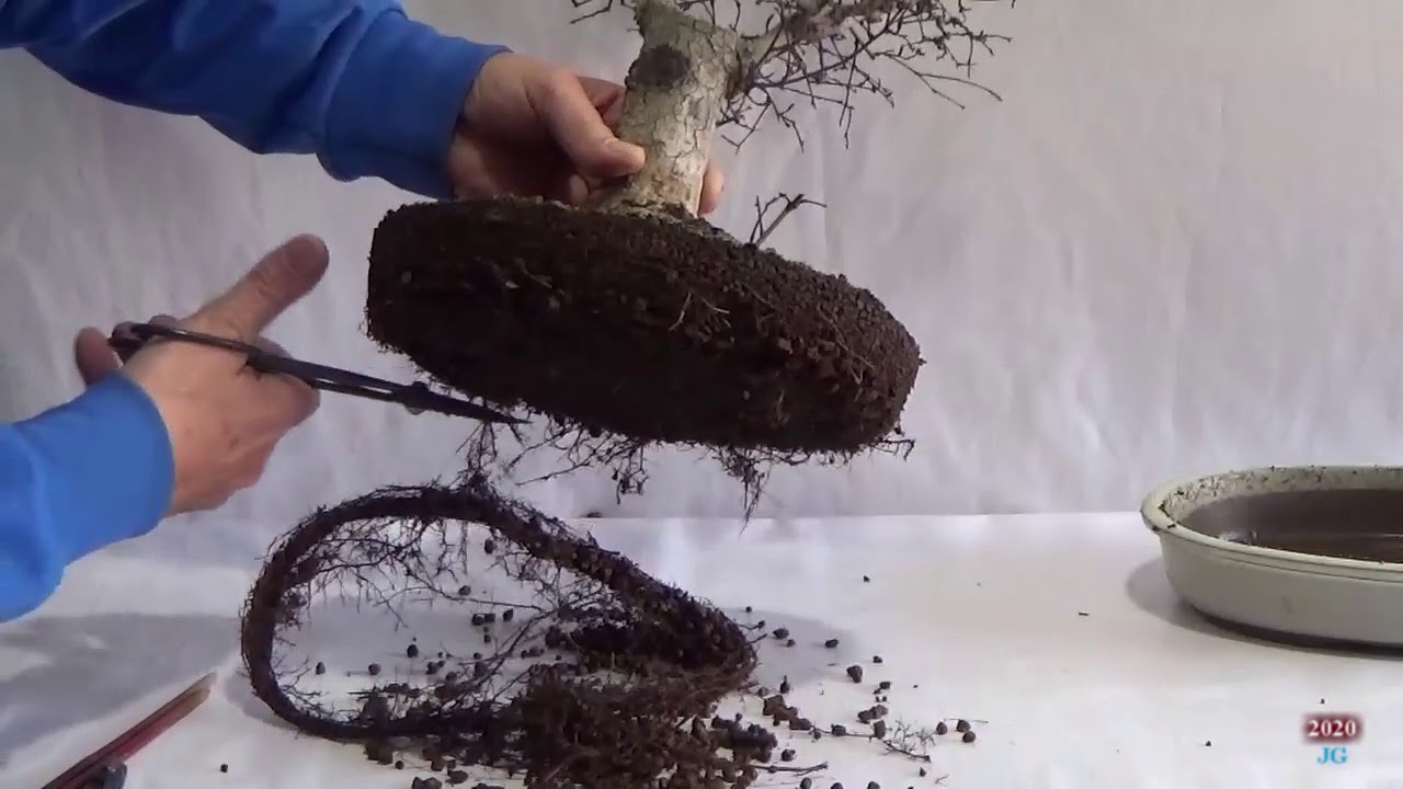 Ulmus minor  1º Trasplante año 2020