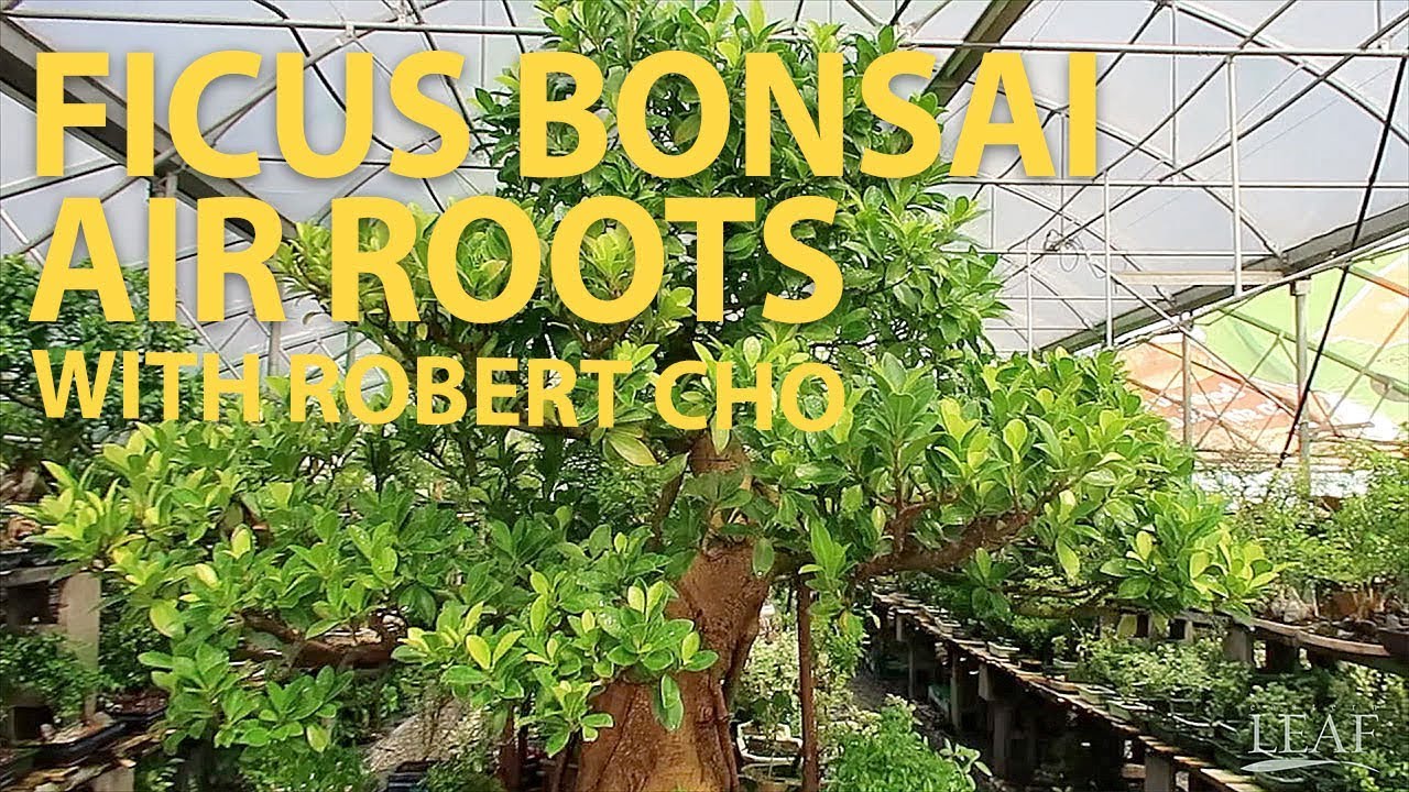 Ficus Bonsai Air Roots with Robert Cho