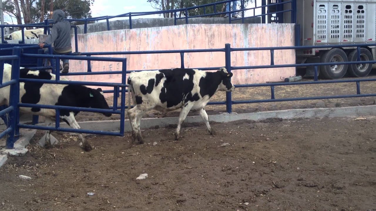 La Cotera, Venta de ganado Holstein.