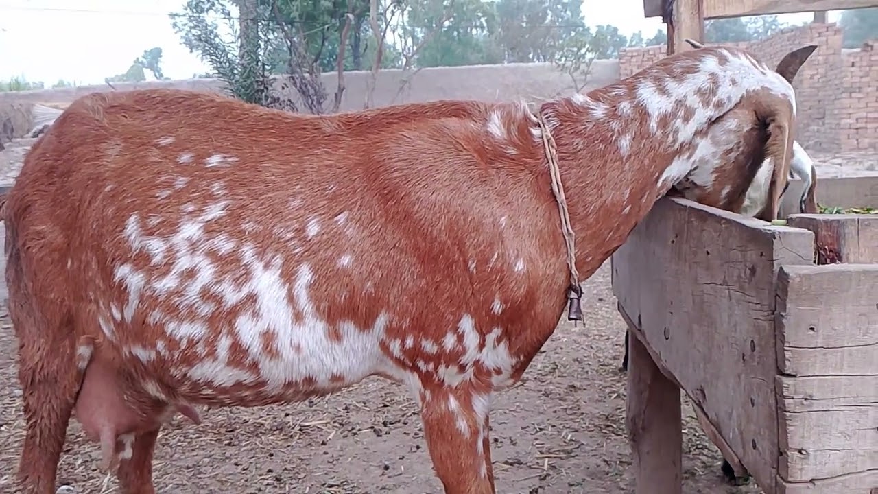 My goats are happily eating a mix of berseem and straw grass. And,Masha'Allah, check my goat's udder