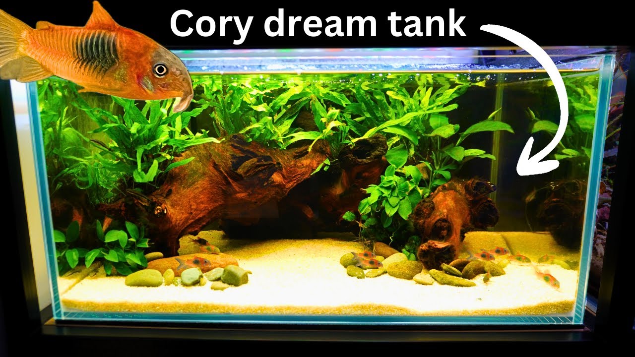 How I Made a Perfect Breeding Tank for Corydoras Fish!
