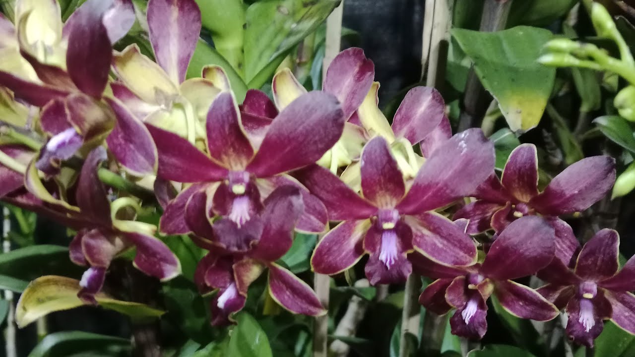ready pot dan anggrek jadulan