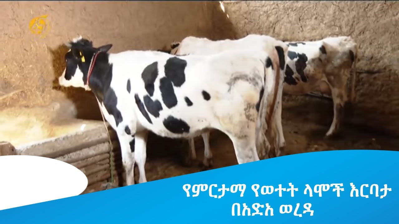የምርታማ የወተት ላሞች እርባታ በአድአ ወረዳ