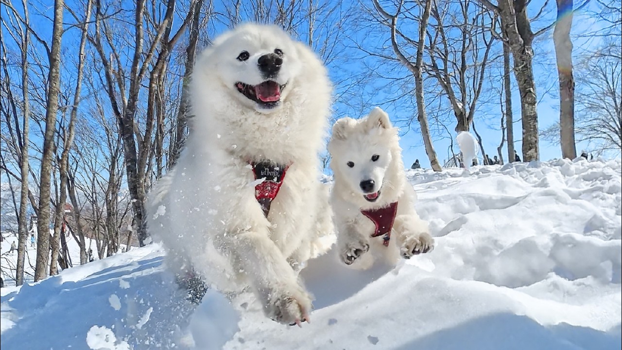 大好きな雪を前に大はしゃぎしてしまう雪国犬たちが可愛すぎました…