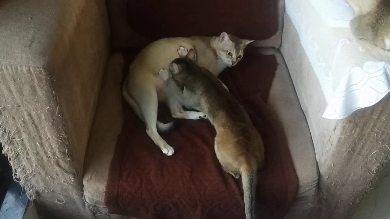 Big cat suckles milk |it is really Rare.