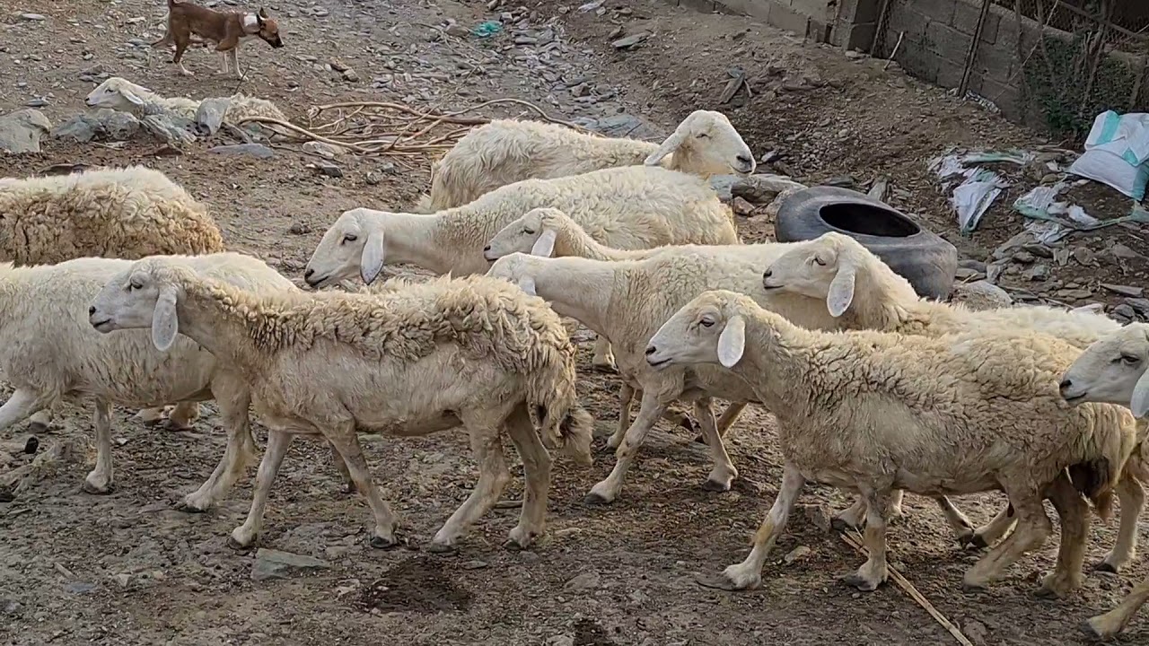 معاينة مراح الأغنام بمحايل عسير قبل بدأ العمل
