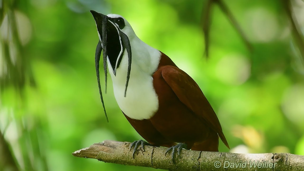 The Beautiful Three-Wattled Bellbird Courtship Song and Display