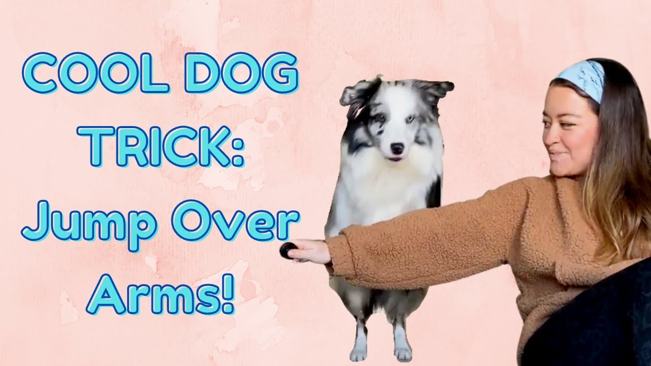 Teach Your Dog to JUMP Over Your ARMS! - 25 Days of Mochmas #10
