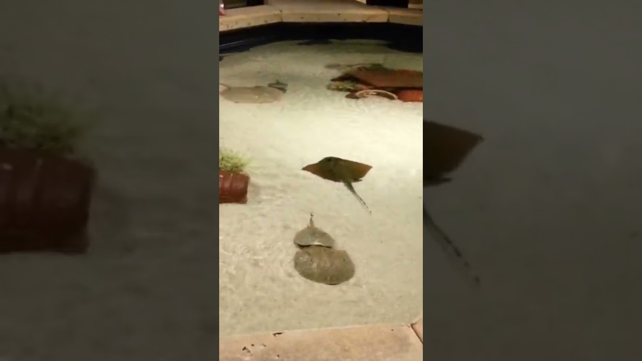 Sting Rays | Touch Pool at Shark🦈 Reef Aquarium🐠 | Mandalay Bay
