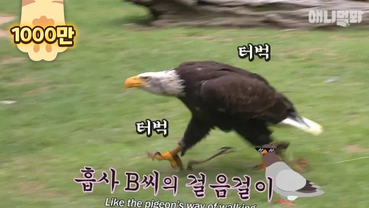 날지 않는 비둘기를 닭둘기라고 하죠. 그럼 이 독수리는 그럼 닭수리인가 ㅣBald Eagle Doesn’t Want To Fly, Just Walk Like A Dog LOL