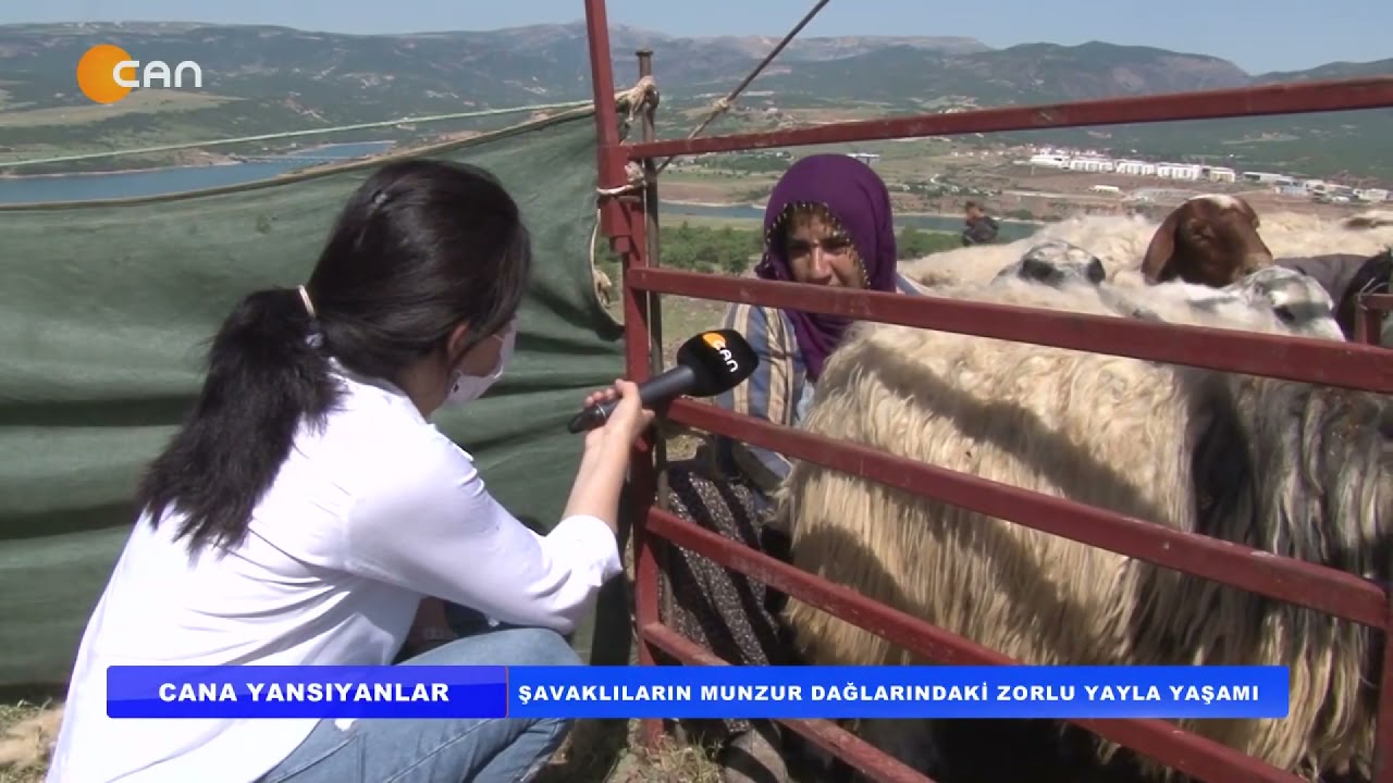 Yaylaları satılan Şavaklılar, Munzur Dağlarında zorlu yaşam sürüyor