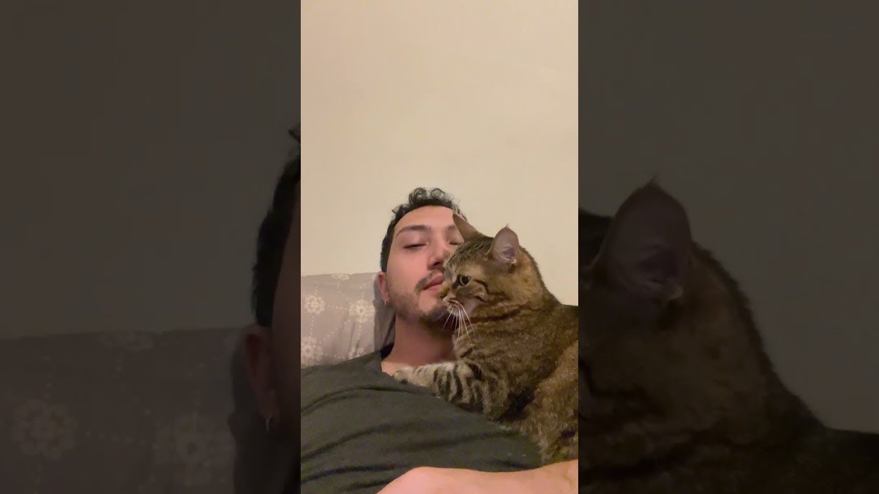 A Very Jealous Cat || ViralHog
