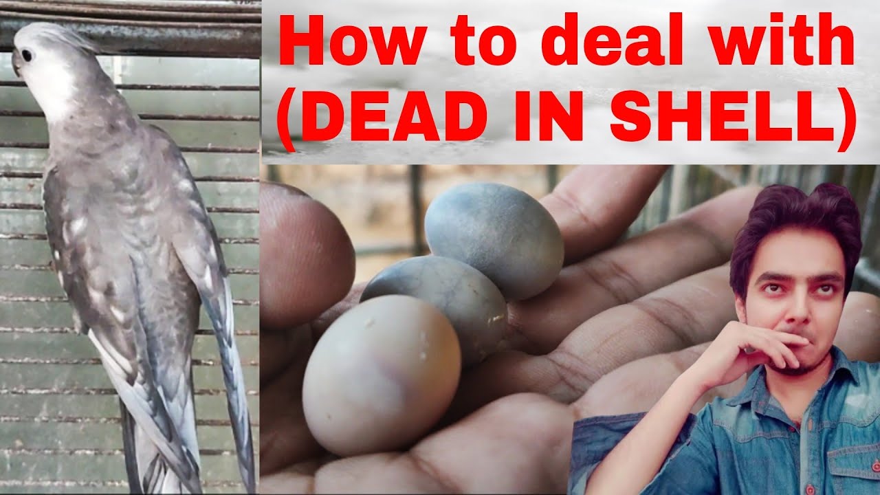 How to deal with dead in egg shell Part 427 Urdu Hindi Punjabi | birds Breeding | AHSAN PETs