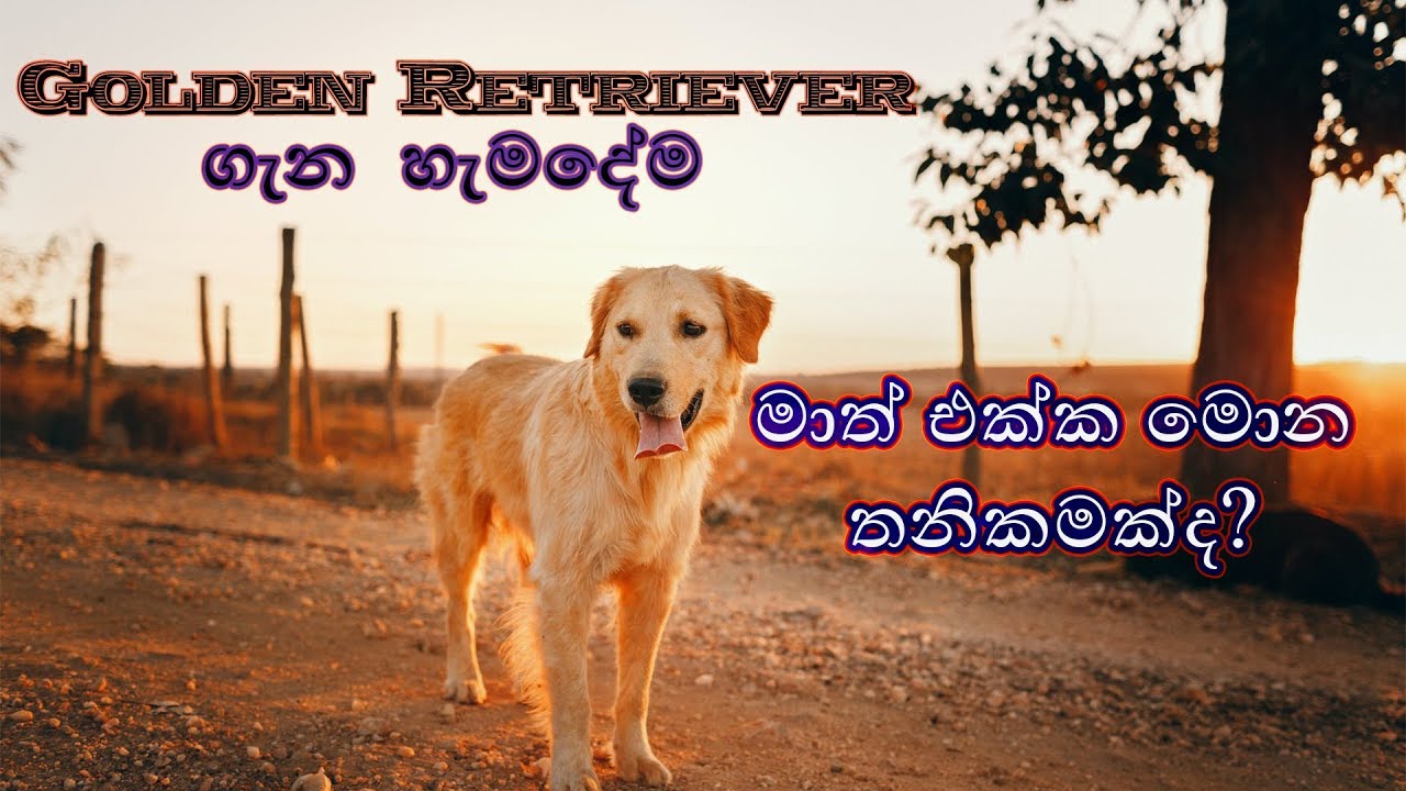 Everything About Golden Retriever Sinhala | Golden Retriever ගැන හැමදේම සිංහල