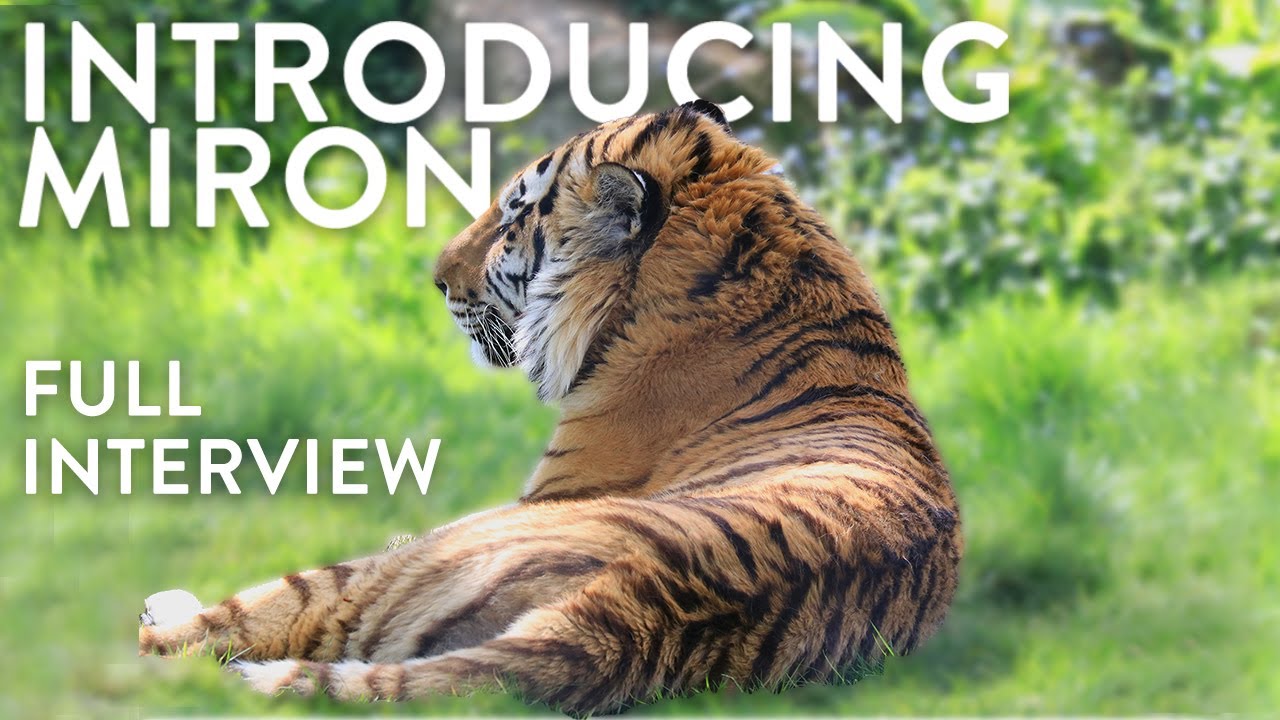 Introducing Miron - Our new male Amur tiger