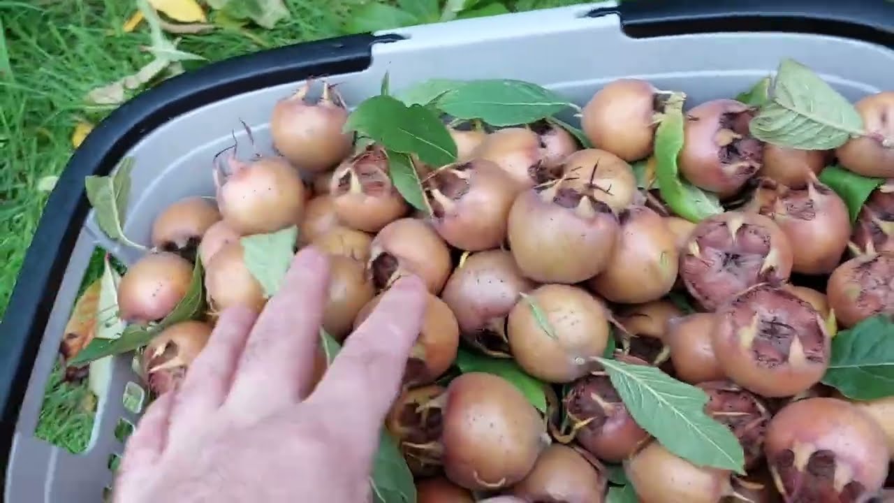 Mispel ernten in Deutschland #muşmula