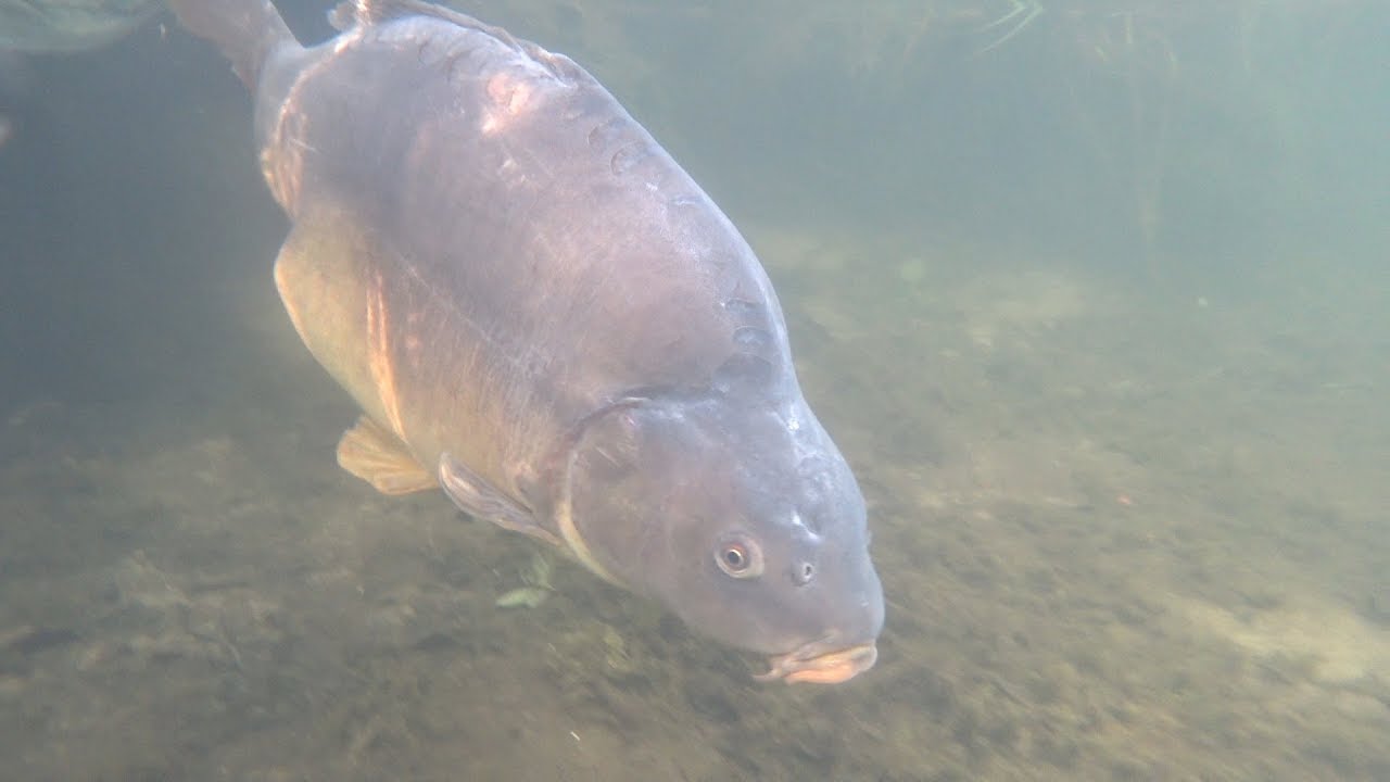Zasiadka na starej żwirowni|Wędkarstwo karpiowe|Poradnik|