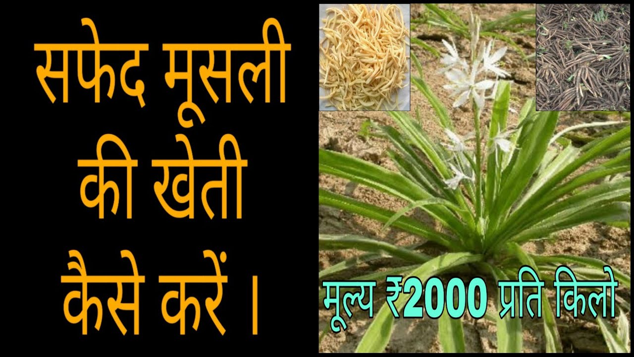 सफेद मूसली की खेती कैसे करें | ₹2000 प्रति किलो तक बिकती है मूसली | safed musli ki kheti kaise karen